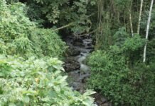 El Distrito protege 4.178 hectáreas de bosques naturales para abastecer de agua a las comunidades de Medellín