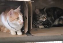Decisiones que cambian vidas: Medellín vivirá jornadas especiales de adopción de gatos